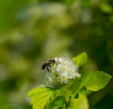 Viburnum carlesii, küresel büyüme biçimi ve beyaz küresel çiçekleri olan bir çalıdır.