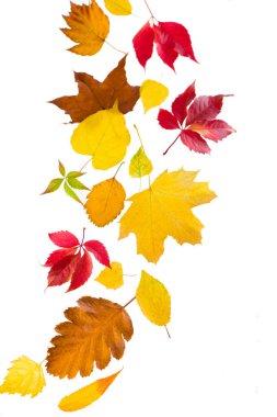 Akçaağaç yaprakları yere düşüyor, beyaz arkaplanda.