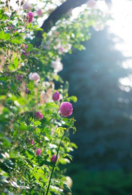 Gül çiçeği, gül bahçesinde bulanık gül arka planında çiçek açar.