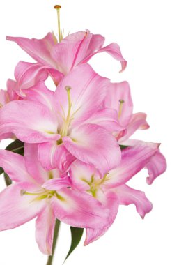 Güzel pembe zambak, beyaz üzerine izole edilmiş.