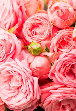 açık pembe gül buket arka plan