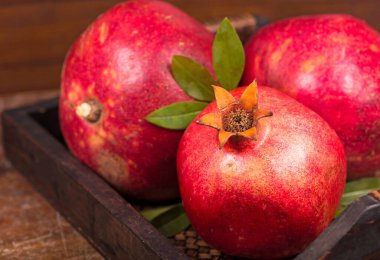 Beyaz arkaplanda beyaz lale izole edildi