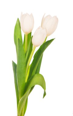 Beyaz arkaplanda beyaz lale izole edildi