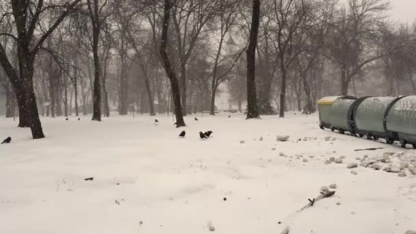 Zwarte Kraai Zit Een Metalen Vuilnisbak Probeert Winters Wat Eten — Stockvideo