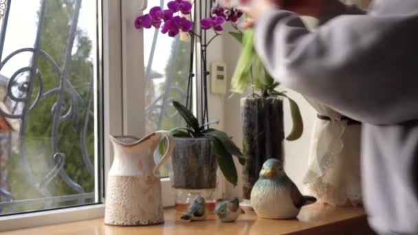 Woman Puts Beautiful Spring Bouquet Tulips Vase Windowsill Private House — Stock Video