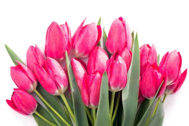 Beyaz arkaplanda izole edilmiş pembe laleler.