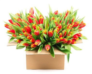 Beyaz arka planda sepette büyük bir buket kırmızı lale.