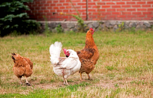 Rooster Chickens Grazing Grass — Stock Photo, Image