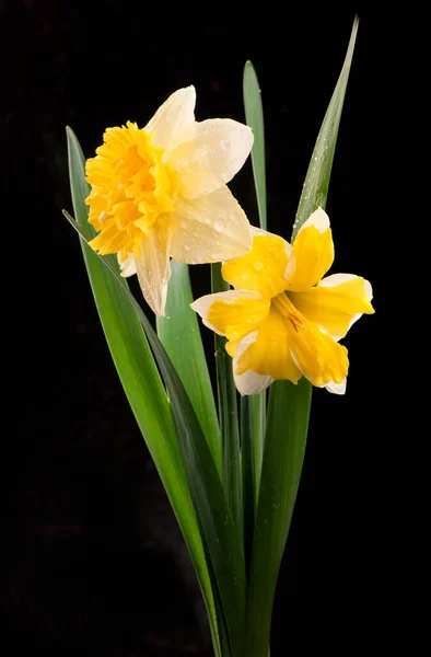 Narzissenblüten Auf Schwarzem Hintergrund — Stockfoto