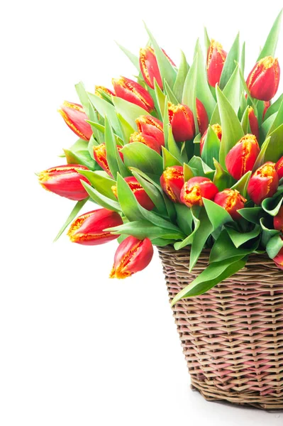 Groot Boeket Van Rode Tulpen Een Mand Een Witte Achtergrond — Stockfoto