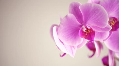 Güzel mor falanopsis orkide çiçekleri, beyaz arkaplanda.