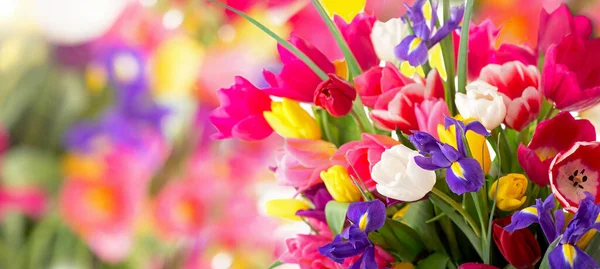 Viele Schöne Bunte Tulpen Mit Isolierten Blättern — Stockfoto