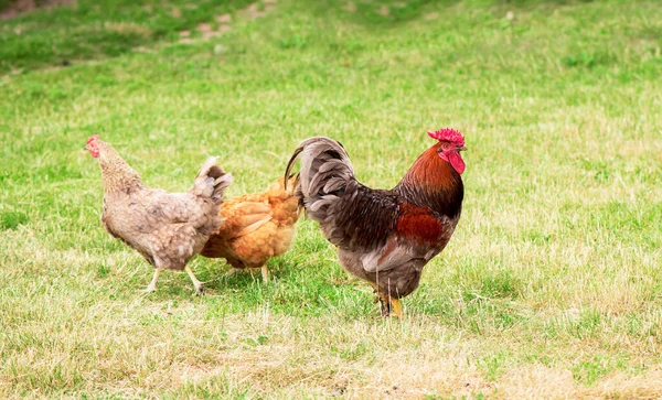 Rooster Chickens Grazing Grass — Stock Photo, Image