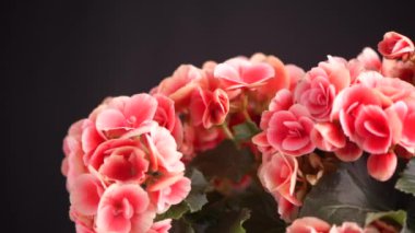 Pelargonyumdan, sardunyadan, pelargonyumdan parlak çiçekler, siyah arka planda dekoratif beyaz çizgileri olan çiçekler.