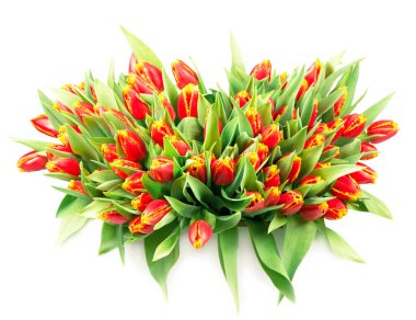 Beyaz arka planda büyük bir buket kırmızı lale.