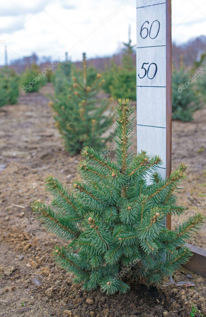 Plantatnion of young green fir Christmas trees, nordmann fir and another fir plants cultivation