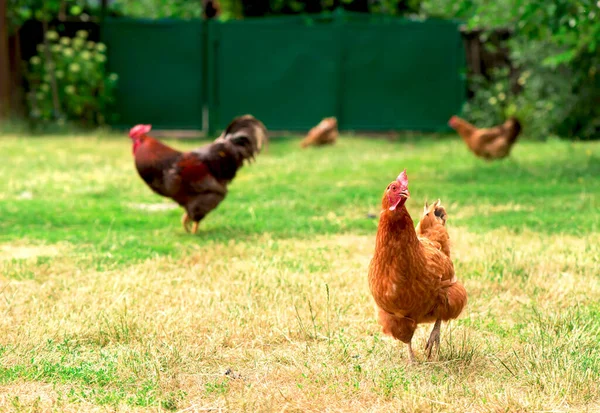 Gallo Polli Pascolo Sull Erba — Foto Stock