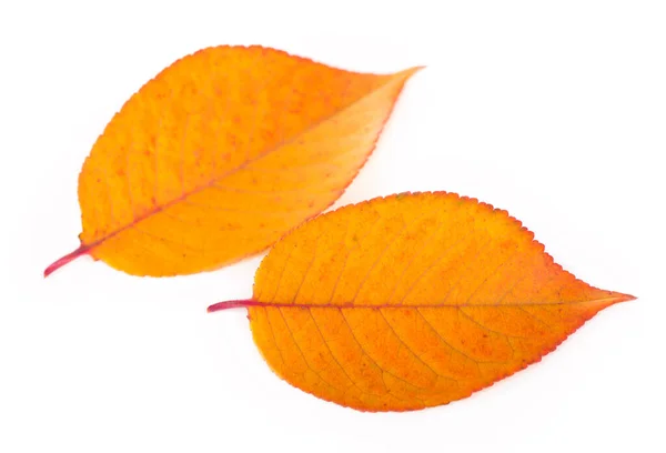 Beautiful Autumn Leaf Isolated White Background — Stock Fotó