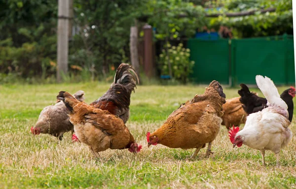 Rooster Chickens Grazing Grass — Stock Photo, Image