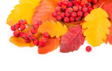 Sonbahar rengarenk kırmızı rowan dalı beyaza izole edildi