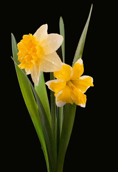 Цветы Нарциссов Черном Фоне — стоковое фото