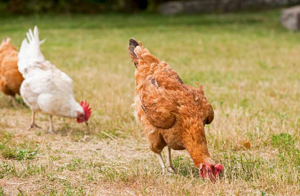 Coq Poulets Broutant Sur Herbe — Photo