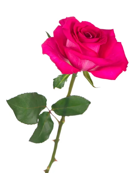 Rózsa Virág Elszigetelt Fehér Háttér — Stock Fotó