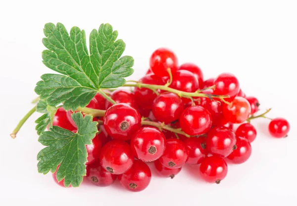 Taze kuşüzümü fotoğrafı çekildi. Beyaz bir arka planda izole edilmiş.