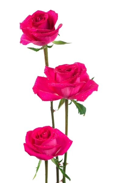 Růže Květiny Izolované Bílém Pozadí — Stock fotografie