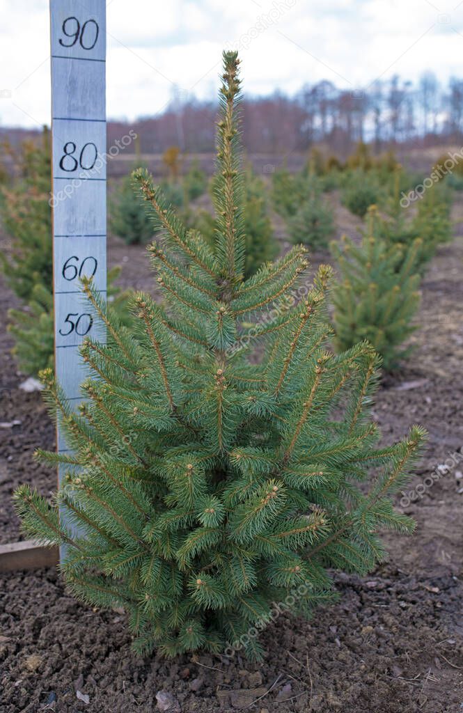 Plantatnion of young green fir Christmas trees, nordmann fir and another fir plants cultivation