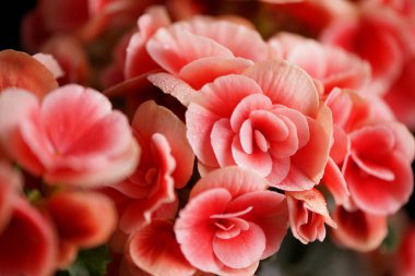 Pelargonyum, sardunya ve pelargonyumun parlak çiçekleri. Siyah arkaplanda dekoratif beyaz çizgiler var.
