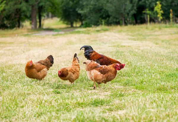 Coq Poulets Broutant Sur Herbe — Photo