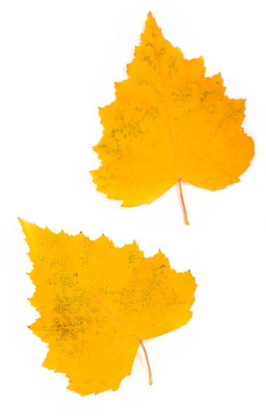 Herbst Birke Blätter Isoliert Ont Weißen Hintergrund — Stockfoto