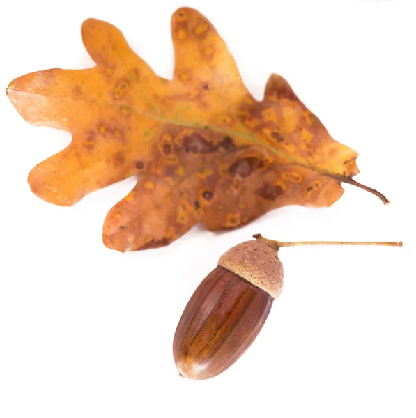 Glands Chêne Avec Des Feuilles Isolées Sur Fond Blanc — Photo