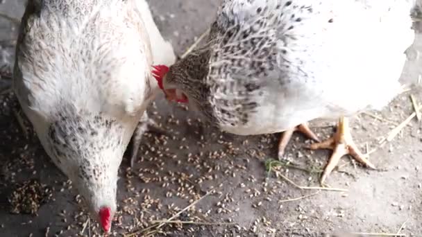 在鸡舍附近吃母鸡 褐色的母鸡在鸡舍里吃 农场里的土拨鼠 鸡群在鸡舍里啄食谷物 — 图库视频影像