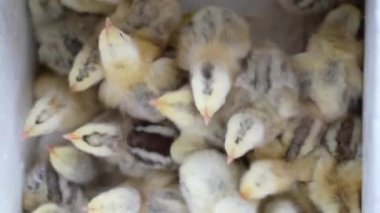 Yeni doğmuş bir tavuk yumurtadan çıkar, küçük yavruların yavruları. Kapat..
