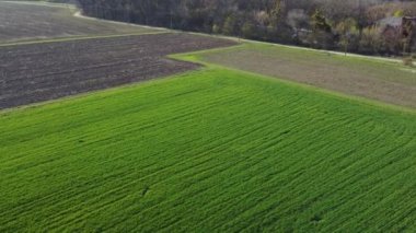 Bahar mevsiminde kolza tohumu sarı yeşil tarla, soyut doğal eko mevsimlik çiçek arkaplanı