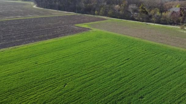 Zielone Pole Rzepaku Wiosną Abstrakcyjne Naturalne Ekosezonowe Tło Kwiatowe — Wideo stockowe