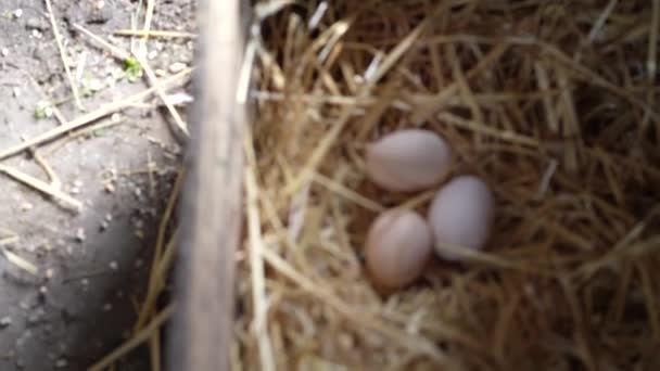 Frische Hühnereier Mit Nest Ein Haufen Brauner Eier Nest — Stockvideo