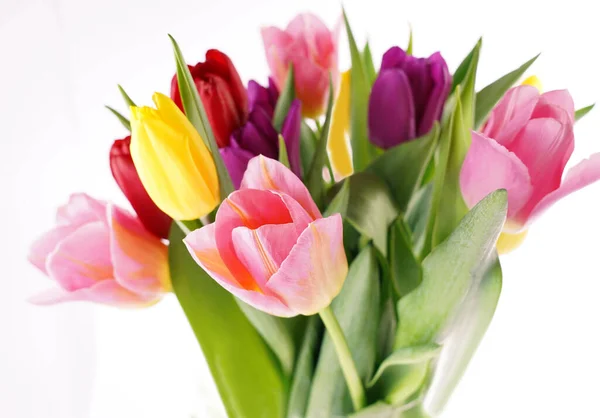 Viele Schöne Bunte Tulpen Mit Isolierten Blättern — Stockfoto