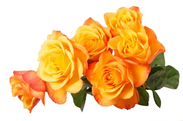 Fehér Alapon Izolált Narancssárga Rózsák — Stock Fotó