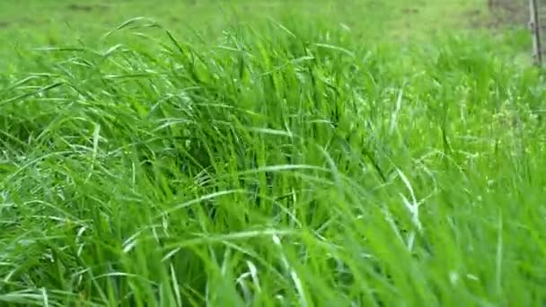 自然の牧草地草をゆっくりと風が吹くによって揺れる 風と共にゆらゆらと揺れる美しい緑の草原スローモーション — ストック動画
