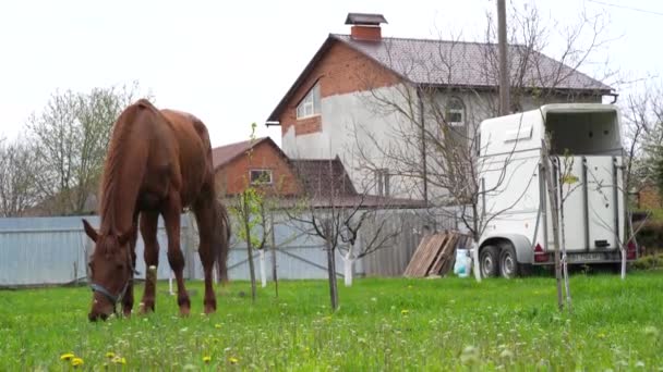 Einem Sommertag Grasen Braune Pferde Gras Der Nähe Des Dorfes — Stockvideo