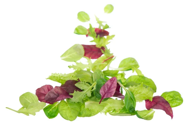 Salátový List Salát Izolovaný Bílém Pozadí — Stock fotografie