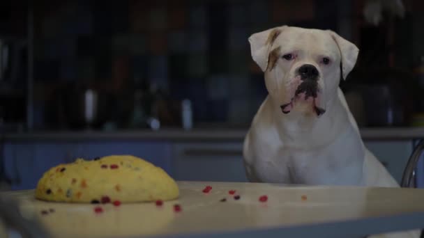 Köpek Sahibinin Yemek Yapmasına Yardım Eder Bir Köpek Bir Amerikan — Stok video
