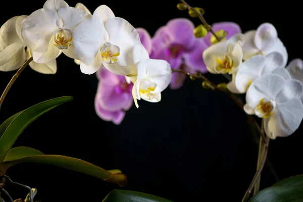 Hermosas Flores Orquídea Phalaenopsis Púrpura Aisladas Sobre Fondo Negro — Foto de Stock