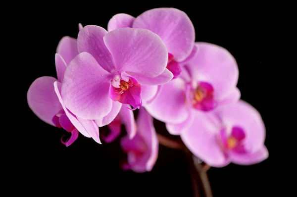 Güzel Mor Falaenopsis Orkide Çiçekleri Siyah Arkaplanda Izole Edilmiş — Stok fotoğraf