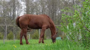 Kahverengi at bir yaz günü köyün yakınındaki çimlerde otlar. Sinekler, sivrisinekler ata oturur ve onu sokar..