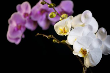 Güzel mor falaenopsis orkide çiçekleri, siyah arkaplanda izole edilmiş.