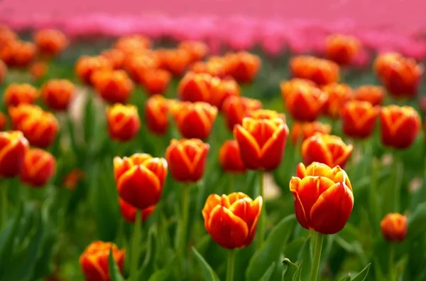 Tulipanes Rojos Muchos Tulipanes Diferentes Variedades Tulipanes Flores Brillantes Primavera — Foto de Stock